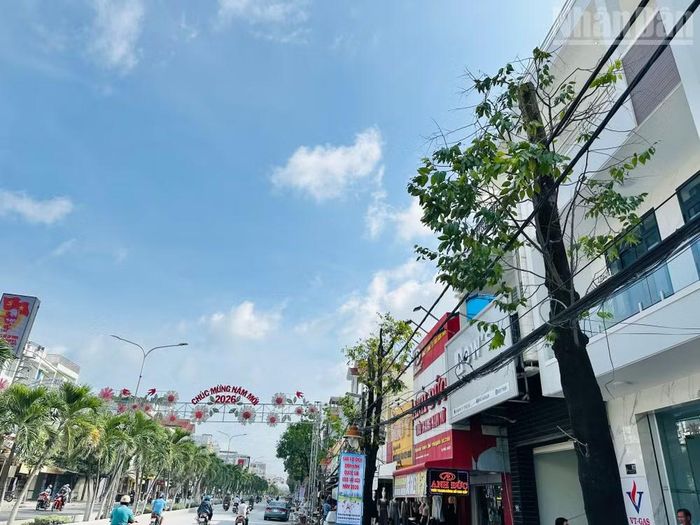 Nhiều cây xanh 30-40 năm tuổi tại đường Trần Phú (phường Bạc Liêu), bị cắt cụt ngọn, trơ gốc, nguy cơ chết rất cao. (Ảnh: TRỌNG DUY)