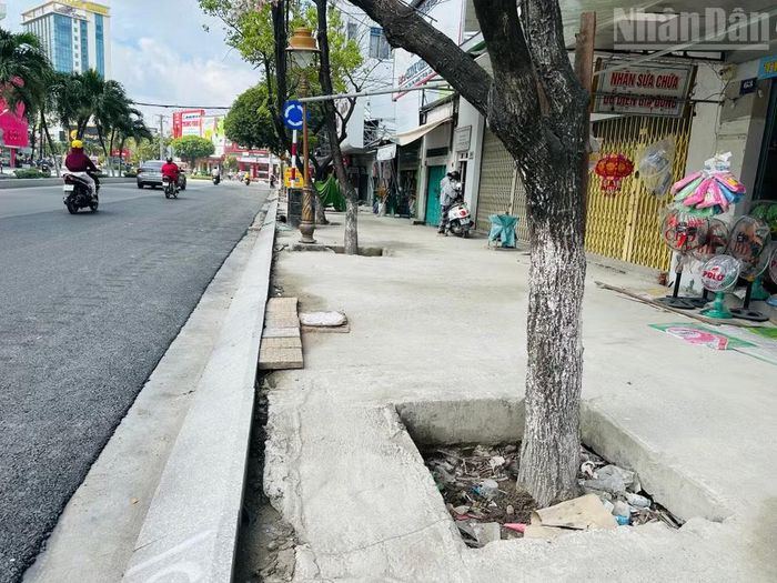 Do đơn vị thi công dự án cải tạo, nâng cấp tuyến đường Trần Phú kéo dài, việc nâng vỉa hè, đổ cát và bê-tông cao gần nửa mét so mặt bằng cũ, úng nước lâu ngày, nhiều cây xanh bị chết. (Ảnh: TRỌNG DUY)