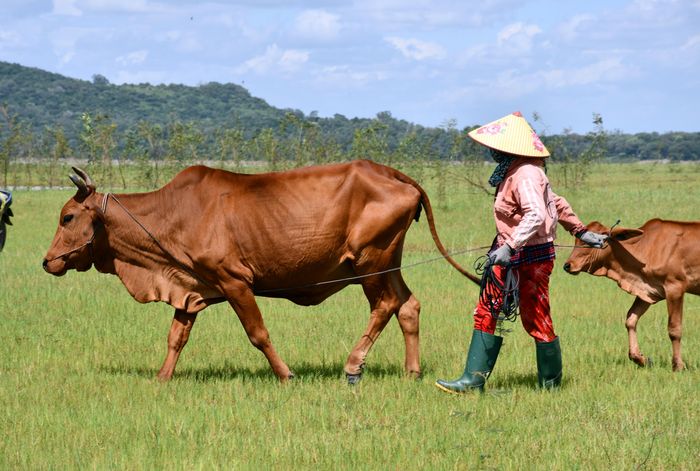  Hiện nay, tại khu vực gần hồ Dầu Tiếng có khoảng 40-50 hộ nuôi với tổng đàn trâu, bò trên 500 con 