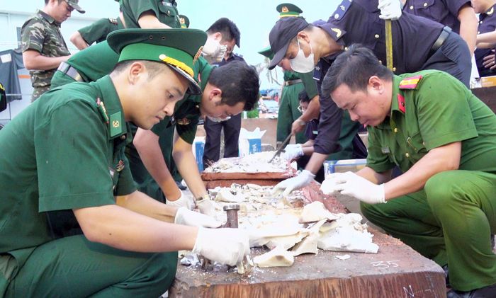 Lấy mẫu để giám định số ngà voi thu giữ tại hiện trường