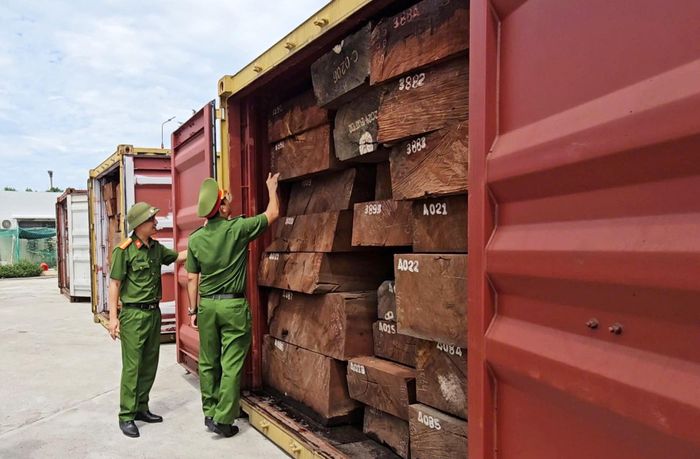 Số ngà voi được ngụy trang trong những khúc gỗ nhập khẩu
