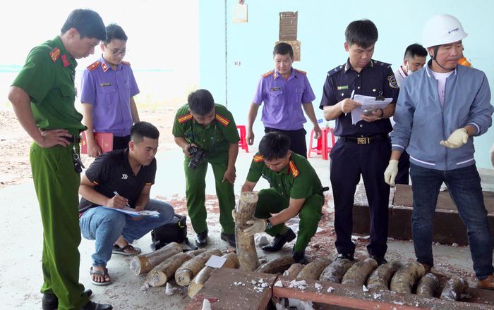 Lực lượng chức năng đang kiểm kê số ngà voi thu giữ