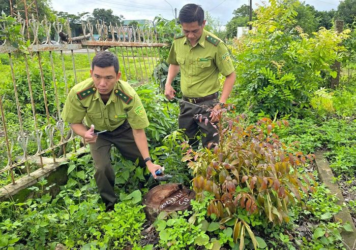 Hàng cây xà cừ bị cưa hạ nằm thẳng hàng, dọc theo cổng của trụ sở xã H'bông cũ.