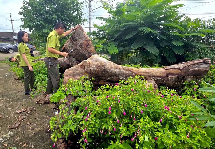 Việc đo đạc, kiểm điểm này rất quan trọng nhằm xác định khối lượng, sự trùng khớp giữa thân và gốc.