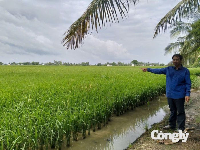Ông Đặng Duy Tân (ấp Hậu Bối, xã Vĩnh Mỹ, tỉnh Cà Mau) bên cánh đồng lúa của mình sau khi nhận nguồn vốn vay từ NHCSXH