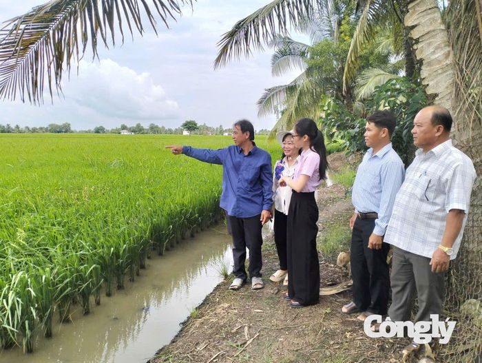 Cán bộ Phòng giao dịch NHCSXH Hòa Bình cùng chính quyền địa phương thăm mô hình sản xuất lúa của gia đình ông Ông Đặng Duy Tân (ấp Hậu Bối, xã Vĩnh Mỹ)