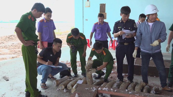 Kết quả kiểm tra, lực lượng chức năng phát hiện 221 khúc vật phẩm nghi là ngà voi, tổng trọng lượng 1.193kg, cùng 79,3kg xương động vật.