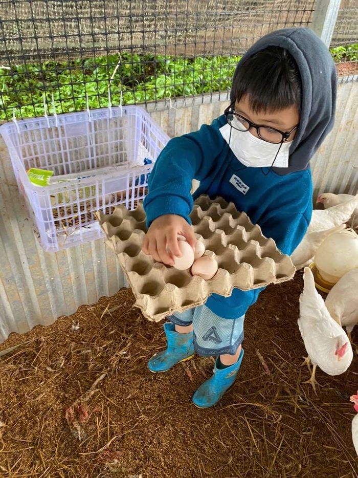 Họ nuôi đàn gà vài nghìn con, vừa có trứng sạch để sử dụng hàng ngày, vừa bán kiếm thêm thu nhập