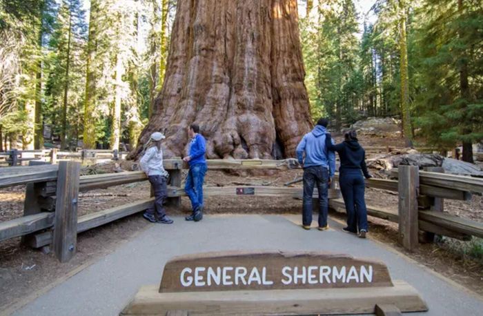 Cây Tướng Sherman nằm trong Vườn quốc gia Sequoia. Ảnh: Alison Taggart-Barone/NPS