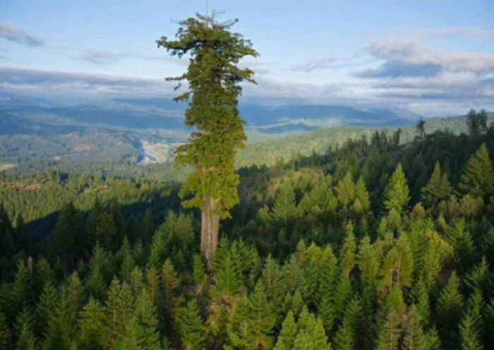 Cây Hyperion nằm trong khu rừng ở vùng phía Bắc California. Ảnh: NPR