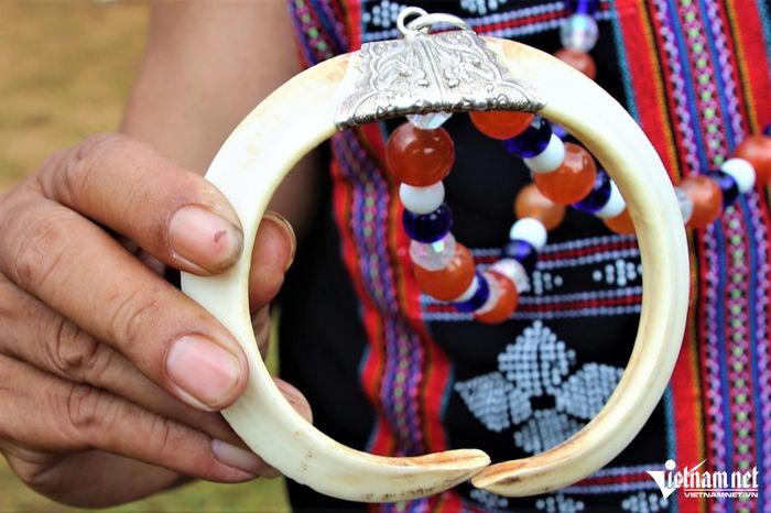 Để có chiếc nanh uốn cong gần thành vòng như thế này, người Cơ Tu phải kỳ công nuôi và chăm sóc heo trong gần 10 năm.