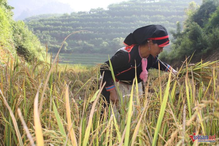 Thiếu thông tin về thị trường lao động là một trong những khó khăn trong đào tào nghề và giải quyết việc làm vùng DTTS và miên núi. Ảnh: Trọng Bảo