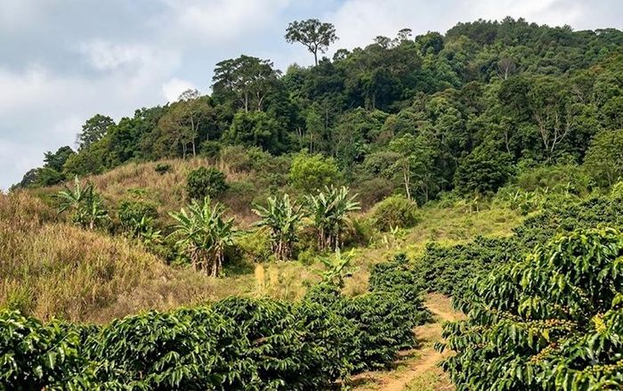  Phần diện tích đất lâm nghiệp được được đề xuất đưa ra ngoài quy hoạch ba loại rừng để sử dụng vào mục đích cá nhân. Ảnh minh họa.