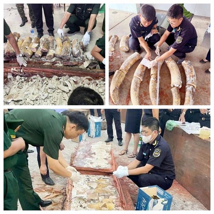 Khám xét lô hàng, lực lượng chức năng phát hiện, thu giữ 1.193kg ngà voi và 79,3kg xương động vật. Ảnh: Cục HQ