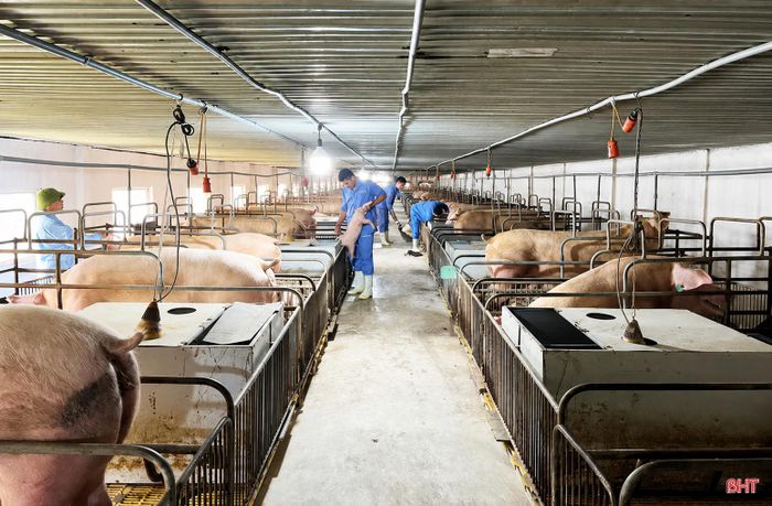 Các cơ sở, doanh nghiệp chăn nuôi trên địa bàn tỉnh đang chủ động duy trì đàn lợn nái, đảm bảo nguồn con giống cung ứng cho người chăn nuôi.