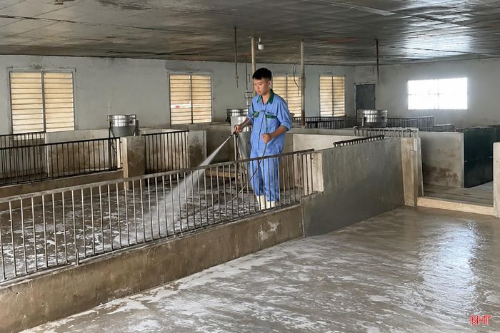 Các trang trại chăn nuôi quy mô lớn duy trì nghiêm ngặt các biện pháp phòng, chống dịch bệnh.
