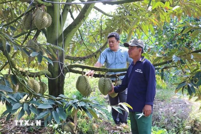 Cán bộ nông nghiệp cùng chủ vườn thường xuyên kiểm tra độ phát triển của vườn sầu riêng. (Ảnh: Hữu Chí/TTXVN)