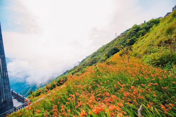 Tháng 8 là thời điểm đẹp cho hoạt động săn mây, vãn cảnh, ngắm hoa dơn thóc tại Sa Pa của du khách. (Ảnh: TTXVN phát)
