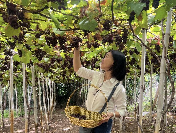 Chương trình khảo sát tạo cơ sở hình thành các tuyến du lịch mới, thúc đẩy trao đổi khách hai chiều giữa TP Hồ Chí Minh và các địa phương.