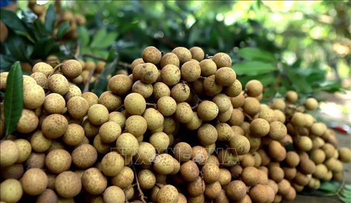 Nhãn lồng là một đặc sản của tỉnh Hưng Yên với đặc điểm quả nhãn to tròn, vỏ có màu vàng nhạt, cùi dày, ráo nước, hương vị ngọt thơm, giòn.. Ảnh: Hoàng Hùng/TTXVN