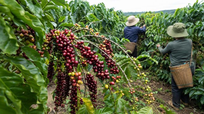 Người lao động thu hái những quả cà phê chín tại vùng nguyên liệu, góp phần bảo đảm chất lượng sản phẩm ngay từ đầu vào.