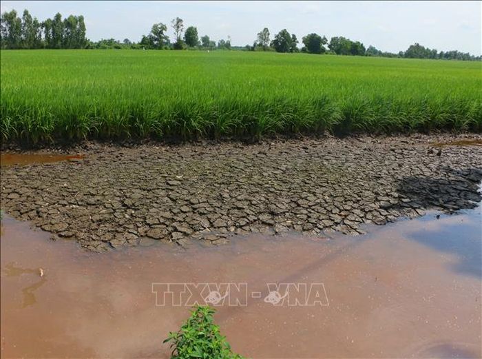 Nhiều địa phương tại Cần Thơ thường xuyên đối mặt với hạn hán, xâm nhập mặn, mưa lớn, dông lốc và ngập úng cục bộ. Ảnh: Duy Khương/TTXVN