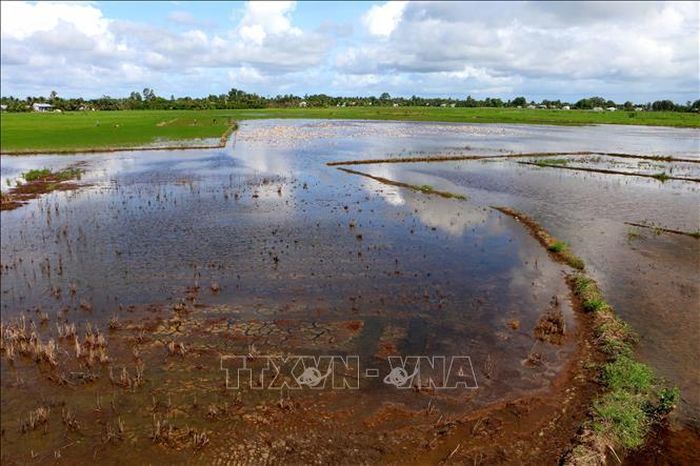Hỗ trợ sinh kế cho người dân và nâng cao năng lực thích ứng biến đổi khí hậu cho cộng đồng tại thành phố Cần Thơ, giai đoạn 2026–2028, được kỳ vọng sẽ tiếp tục biến những nền tảng đã hình thành thành các kết quả cụ thể, giúp người dân nâng cao khả năng chống chịu trước biến đổi khí hậu, đồng thời tăng cường năng lực quản lý tài nguyên nước và thúc đẩy các hành động vì khí hậu tại cộng đồng. Ảnh: Duy Khương/TTXVN