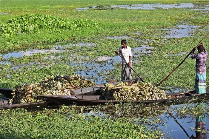 Người dân thu hoạch hoa súng tại Munshiganj, Bangladesh, ngày 11/8/2026. Ảnh: THX/TTXVN phát