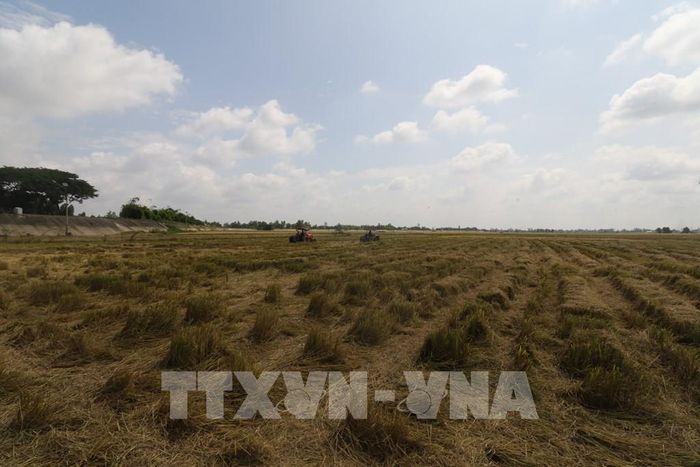 Lượng rơm dồi dào trên đồng sau thu hoạch là nguồn tăng thu nhập cho nông dân. Ảnh: Hồng Thái - TTXVN