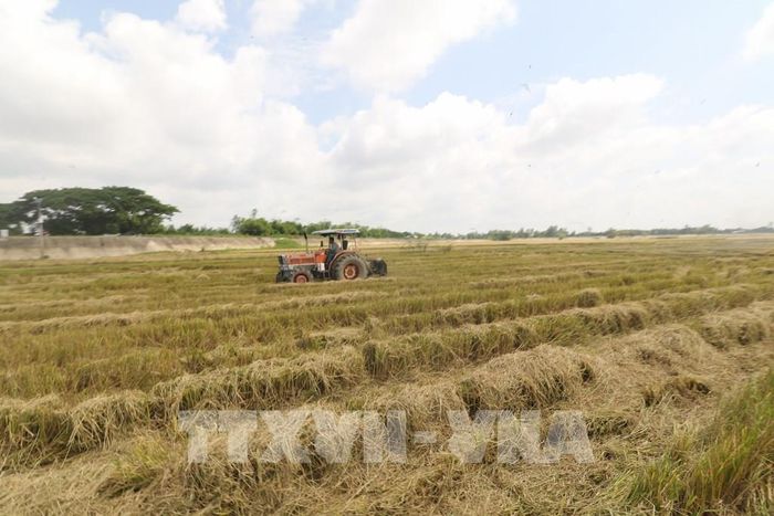 Thu gom rơm sau thu hoạch, góp phần hạn chế tình trạng đốt đồng. Ảnh: Hồng Thái - TTXVN