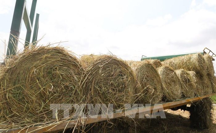 Lượng rơm dồi dào trên đồng sau thu hoạch là nguồn tăng thu nhập cho nông dân. Ảnh: Hồng Thái - TTXVN