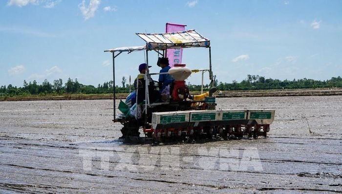 Một số diện tích lúa ở Hợp tác xã dịch vụ nông nghiệp Thắng Lợi (xã Mỹ Quí, tỉnh Đồng Tháp) gieo sợ bằng thiết bị sạ cụm kết hợp bón phân vùi. Ảnh: Nhựt An - TTXVN
