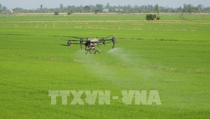 Máy bay không người lái phun thuốc bảo vệ thực vật trên cánh đồng ở xã Tam Nông, tỉnh Đồng Tháp. Ảnh: Nhựt An - TTXVN