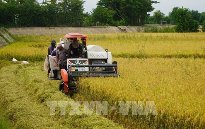 Nông dân Đồng Tháp sử dụng cơ giới hóa trong khâu thu hoạch lúa. Ảnh: Nhựt An - TTXVN