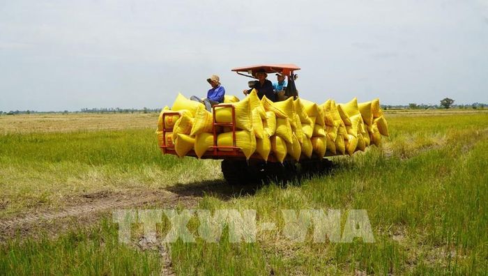 Trong khâu thu hoạch lúa, nông dân Đồng Tháp sử dụng cơ giới hóa. Ảnh: Nhựt An - TTXVN