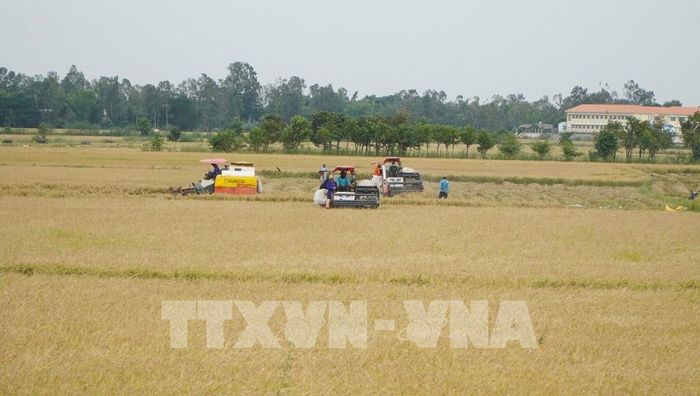 Nông dân Đồng Tháp sử dụng cơ giới hóa trong khâu thu hoạch lúa. Ảnh: Nhựt An - TTXVN