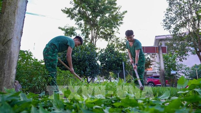 Chiến sĩ Đồn Biên phòng Tống Lê Chân (Tây Ninh) lao động tăng gia sản xuất tại đơn vị. Ảnh: Minh Phú - TTXVN