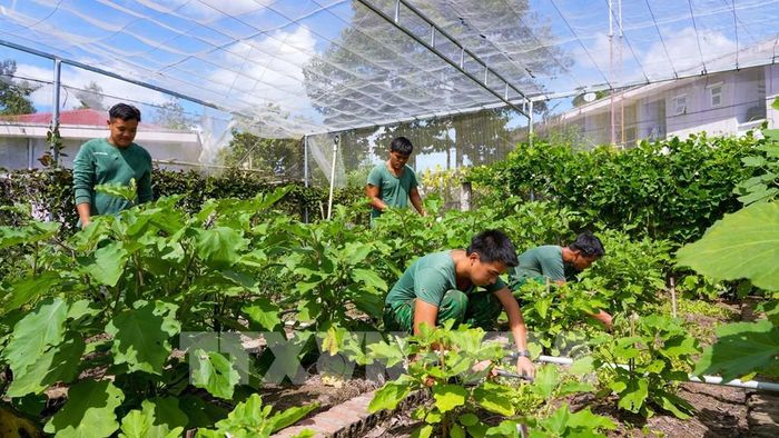 Theo UBND tỉnh Tây Ninh, thanh niên là hạ sĩ quan, chiến sĩ hoàn thành nghĩa vụ được rèn luyện tác phong, ý thức tổ chức, kỷ luật trong môi trường quân đội, có nền tảng để tiếp tục học nghề, lập nghiệp sau khi xuất ngũ. Ảnh: Minh Phú - TTXVN