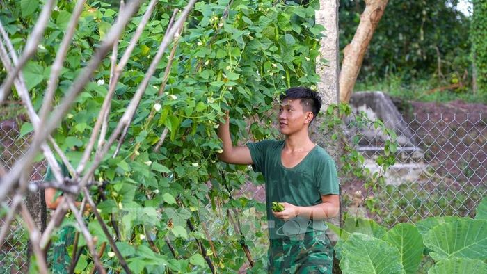 Từ những kỹ năng được rèn luyện trong môi trường quân đội, thanh niên xuất ngũ có thêm nền tảng để học nghề, khởi nghiệp, tham gia lao động sản xuất và đóng góp cho phát triển kinh tế - xã hội địa phương. Ảnh: Minh Phú - TTXVN