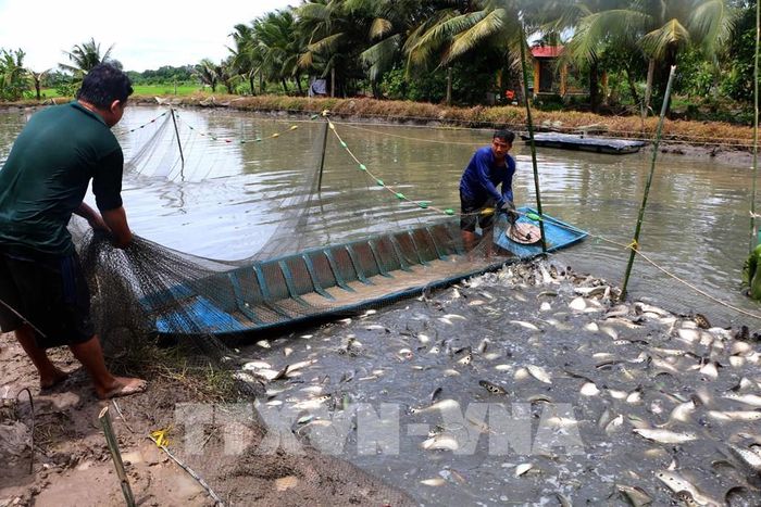Nhân rộng các mô hình hiệu quả để thực sự trở thành động lực phát triển sinh kế bền vững và nâng cao khả năng thích ứng với biến đổi khí hậu của người dân và địa phương. Ảnh: Duy Khương – TTXVN