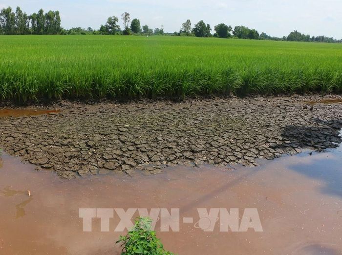 Nhiều địa phương tại Cần Thơ thường xuyên đối mặt với hạn hán, xâm nhập mặn, mưa lớn, dông lốc và ngập úng cục bộ. Ảnh: Duy Khương - TTXVN