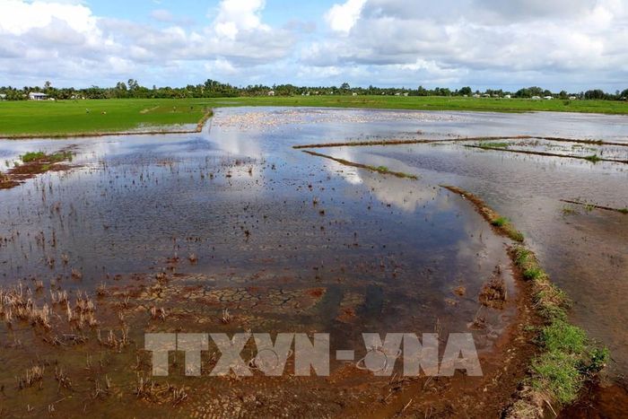 Hỗ trợ sinh kế cho người dân và nâng cao năng lực thích ứng biến đổi khí hậu cho cộng đồng tại thành phố Cần Thơ, giai đoạn 2026–2028, được kỳ vọng sẽ tiếp tục biến những nền tảng đã hình thành thành các kết quả cụ thể, giúp người dân nâng cao khả năng chống chịu trước biến đổi khí hậu, đồng thời tăng cường năng lực quản lý tài nguyên nước và thúc đẩy các hành động vì khí hậu tại cộng đồng. Ảnh: Duy Khương – TTXVN