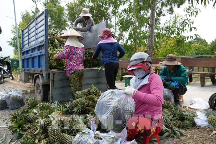 Nông dân xã Tân Phước 3, tỉnh Đồng Tháp vận chuyển dứa đi tiêu thụ. Ảnh: Công Trí - TTXVN