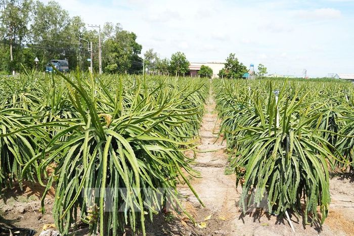Vùng chuyên canh thanh long khoảng 9.000 ha của tỉnh Đồng Tháp. Ảnh: Công Trí - TTXVN