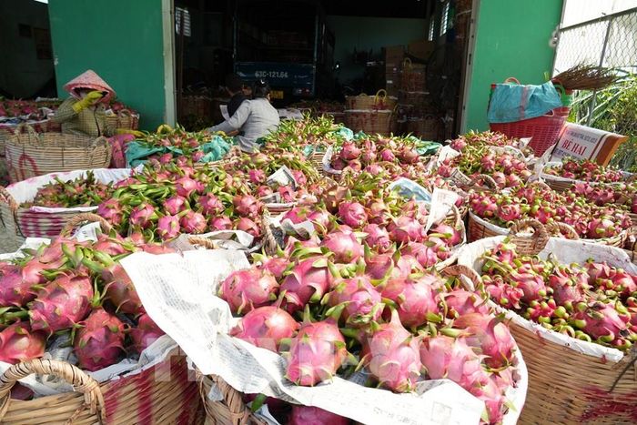 Cơ sở thu mua thanh long ở xã Tân Thuận Bình, tỉnh Đồng Tháp. Ảnh: Công Trí - TTXVN