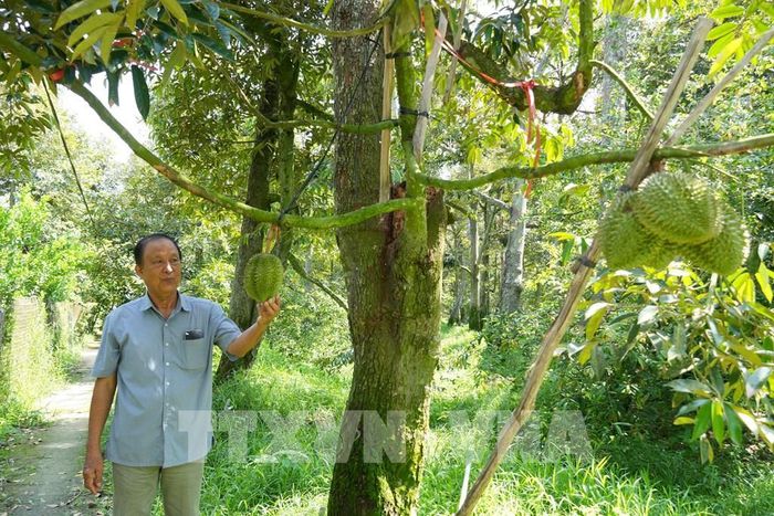 Ông Dương Văn Đây, xã Ngũ Hiệp, tỉnh Đồng Tháp, xây dựng vùng trồng sầu riêng đạt chuẩn xuất khẩu với diện tích 2,7 ha. Ảnh: Công Trí - TTXVN