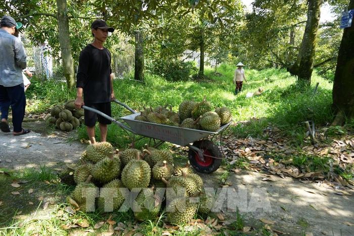 Nhà vườn xã Ngũ Hiệp, tỉnh Đồng Tháp, thu hoạch sầu riêng. Ảnh: Công Trí - TTXVN