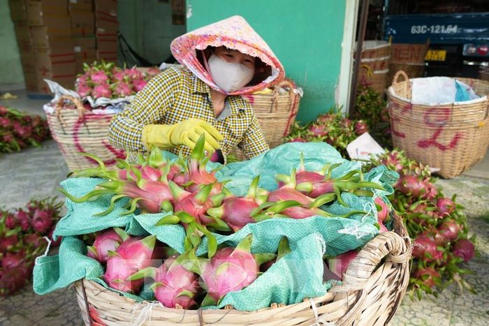 Cơ sở thu mua thanh long ở xã Tân Thuận Bình, tỉnh Đồng Tháp. Ảnh: Công Trí - TTXVN