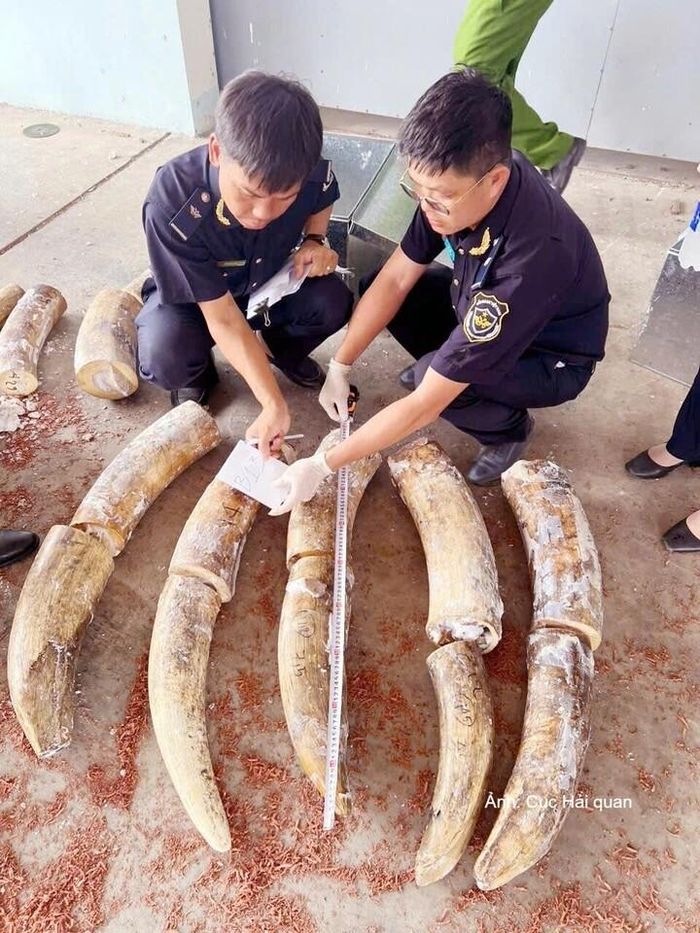 Lực lượng Hải quan kiểm đếm số ngà voi phát hiện, thu giữ. Ảnh: Cục Hải quan
