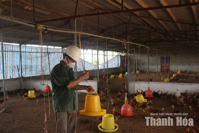 Trang trại chăn nuôi gà xã Yên Phú sử dụng men vi sinh kết hợp đệm lót sinh học phòng ngừa dịch bệnh.